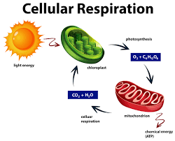 where does cellular respiration take place