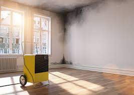 A Guide to Home Mold Removal and Prevention